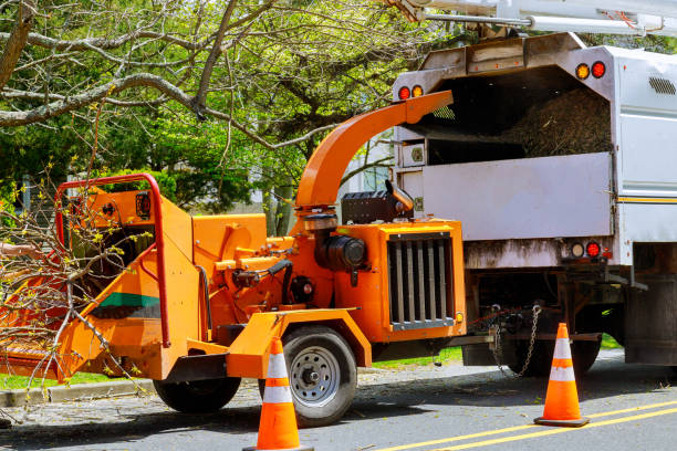 Professional Tree Removal and Landscaping Services in Mcswain, CA